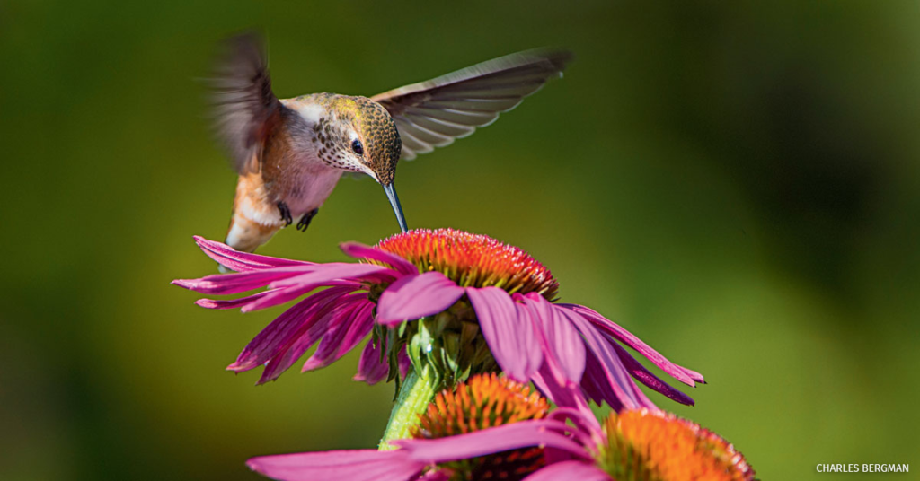 A hummingbird feeding on a flower

Description automatically generated
